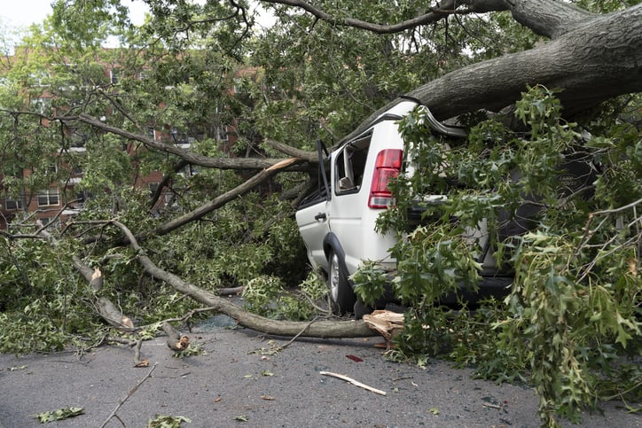 car trapped under fallen tree