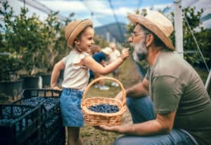 grandfather farmer with his grandchildren picking blueberries on his organic farm